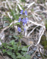 Salvia isensis