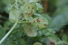 Uromyces euphorbiae-corniculati