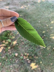 Zelkova