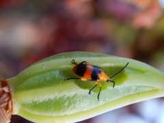Stethopachys formosa