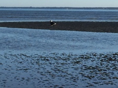Haliaeetus leucocephalus leucocephalus