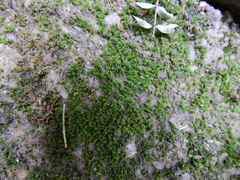 Tortula muralis aestiva