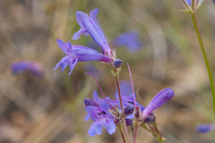 Penstemon gracilentus