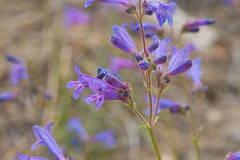 Penstemon gracilentus