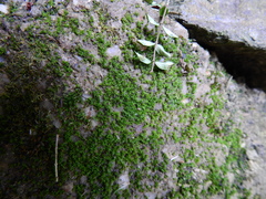 Tortula muralis aestiva