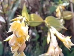 Lisianthius seemannii