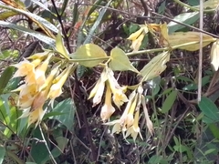 Lisianthius seemannii