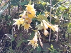 Lisianthius seemannii