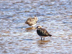 Vanellus vanellus