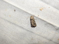 Saragossa siccanorum