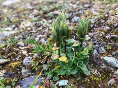 Gentiana glauca
