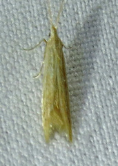 Diatraea lisetta