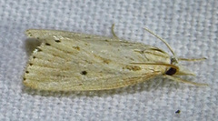 Diatraea lisetta