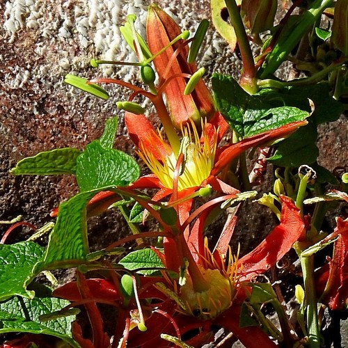 Passiflora cinnabarina (Passiflora cinnabarina)