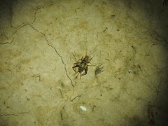 Gryllomorpha miramae