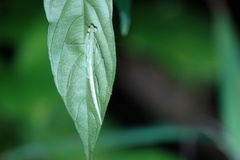 Sinomantis denticulata