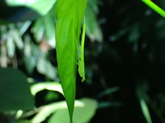 Sinomantis denticulata