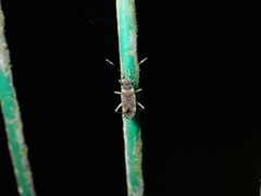 Elasmolomus squalidus