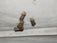 Saragossa siccanorum