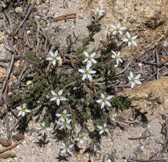 Sabulina nuttallii
