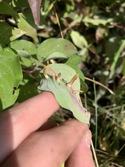 Craneiobia tuba