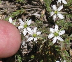 Sabulina nuttallii