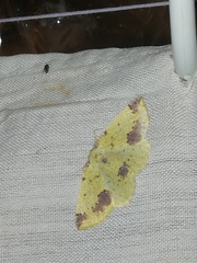 Periclina apricaria