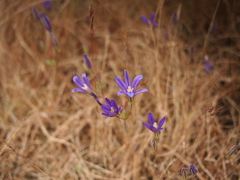 Brodiaea coronaria