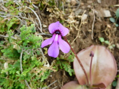 Pinguicula macrophylla