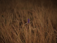 Brodiaea coronaria