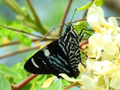 Jemadia pseudognetus