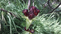 Gentiana purpurea