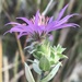 Silky Aster - Photo (c) Ryan Donnelly, some rights reserved (CC BY-NC), uploaded by Ryan Donnelly