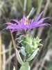 Silky Aster - Photo (c) Ryan Donnelly, some rights reserved (CC BY-NC), uploaded by Ryan Donnelly