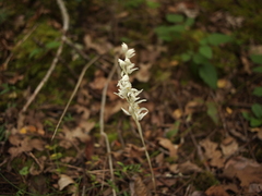 Cephalanthera austiniae