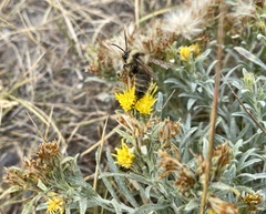 Ericameria discoidea linearis