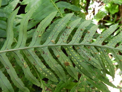 Psychoides filicivora