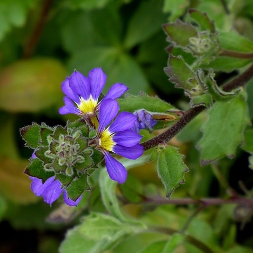 Scaevola aemula