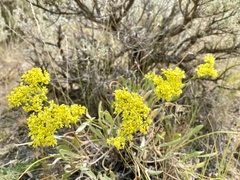 Eriogonum brevicaule