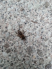 Apoidea
