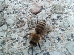 Apoidea