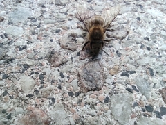 Apoidea