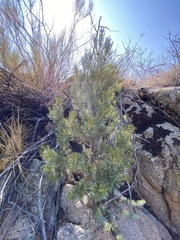 Pinus quadrifolia