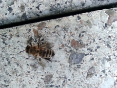 Apoidea