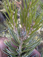 Pinus quadrifolia