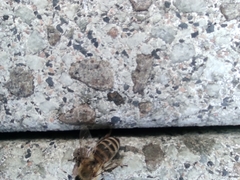 Apoidea