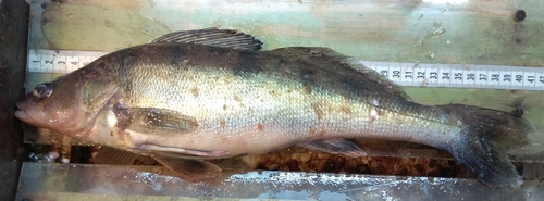 Volga pikeperch (Sander volgensis) — Percidae