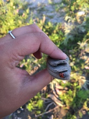 Hippodamia glacialis