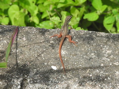 Aspidoscelis motaguae