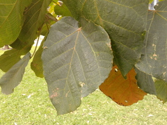 Croton mutisianus